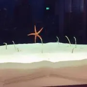 あーたん