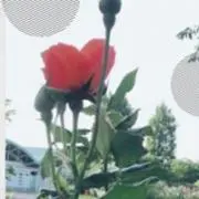 きくり