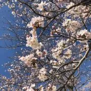 juniorの画像