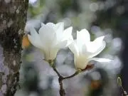 ⭐️しょーまん⭐即購入OKの画像