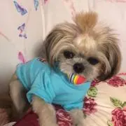 正規品36ルイヴィトン　スニーカー　レオパード　ヒョウ柄 正規品36ルイヴィトン スニーカー レオパード ヒョウ柄 - メルカリ