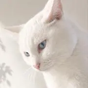 Rikoの画像