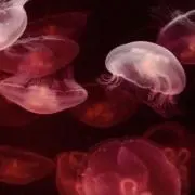 魑魅の画像
