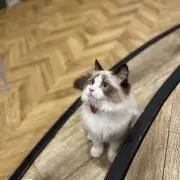 らいき