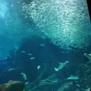 としもしの画像