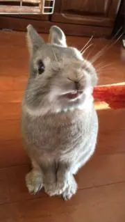 みるくの画像