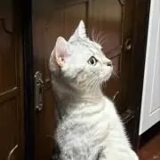 あめねこ堂の画像