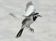 S.Sの画像