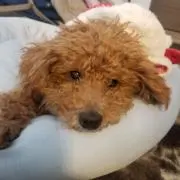 トシ