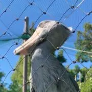 かまたろうの画像