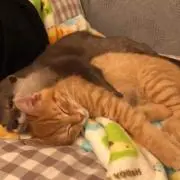 ララ