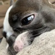 TJ