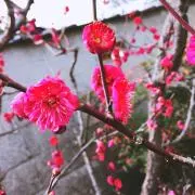 みやこ