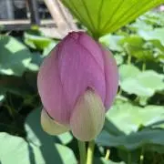 ドドストアの画像