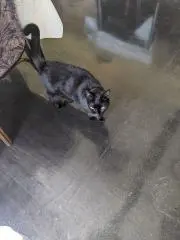 リリの画像