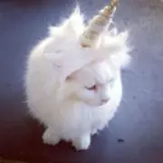 hsの画像