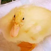 おくとぱすの画像