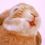 リュカの画像