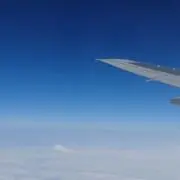 コアラベンダーの画像
