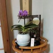 sh-suの画像