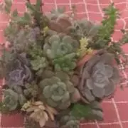 miyukaの画像