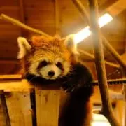 たらちゃんの画像
