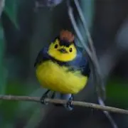 シュナの画像