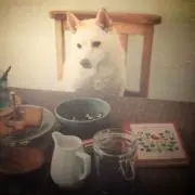 ぽちゃりの画像