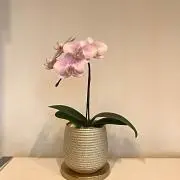値下】ペレグレイス マヒナ＋ラカウ美容液セット - メルカリ
