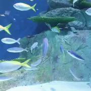 おじゃるまる
