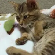 たけのこ