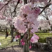 さくらの画像