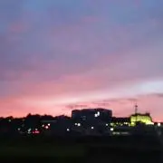 虎