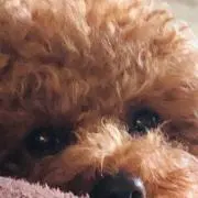 レオの画像