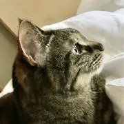 Rinの画像