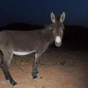 TS