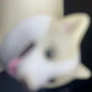 ぽぽちゃんの画像