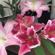 july juneの画像