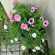 Leeの画像