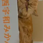 こむぎの画像