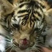 あらけん