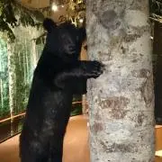 クマの画像