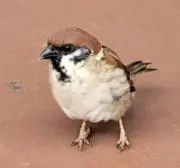 マボチキの画像
