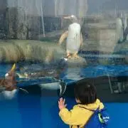 葵の画像