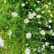 a ✿ ご購入後ご挨拶不要ですの画像
