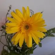 アリエルの画像