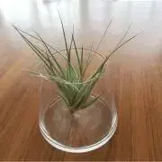 annkoの画像
