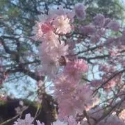 sの画像