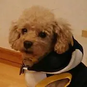 MKの画像