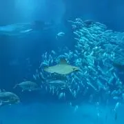 YTの画像